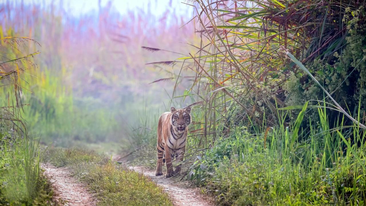 Park Safari Resort Sauraha Kültér fotó